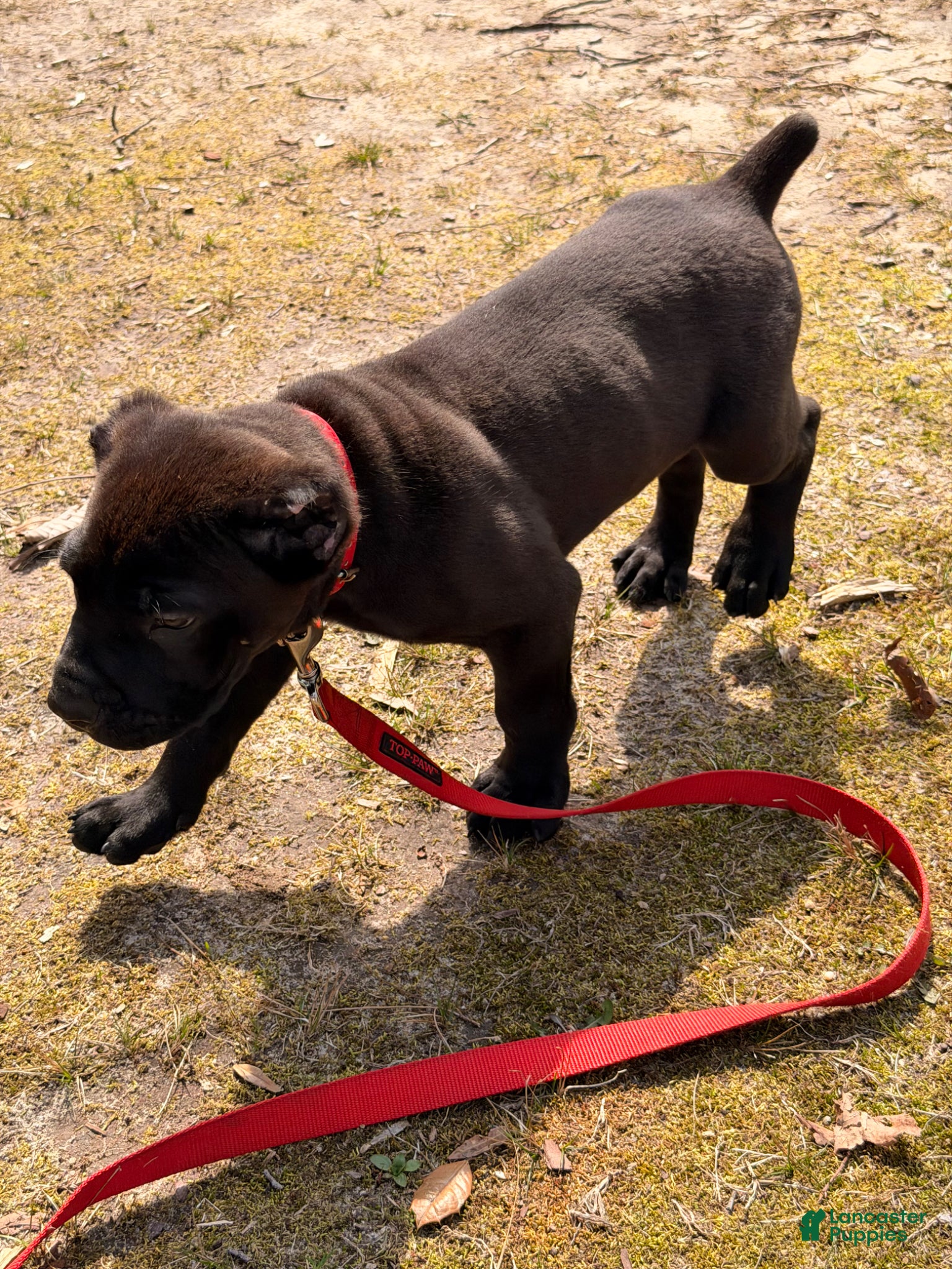 Cane Corso dogs Cane Corso Puppy 2 - Ad 13
