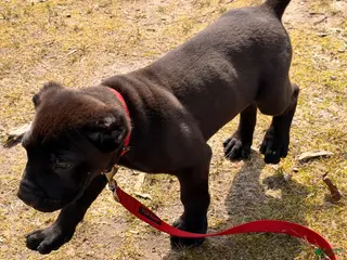 Cane Corso dogs Cane Corso Puppy 2 - Ad 30