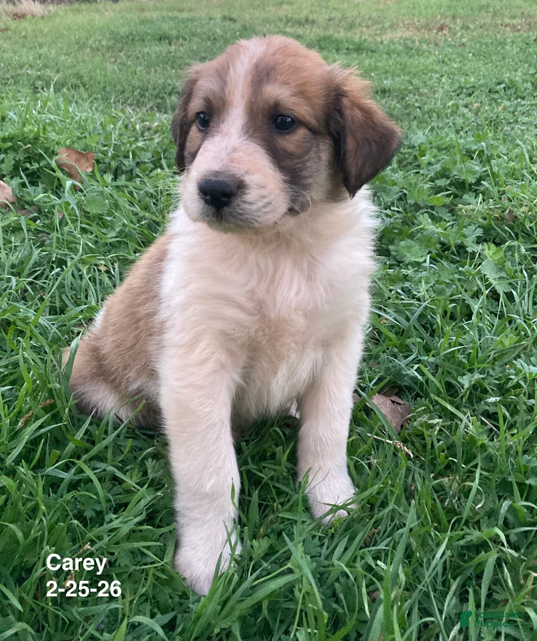 Collie dogs for sale: Carey - Ad 1