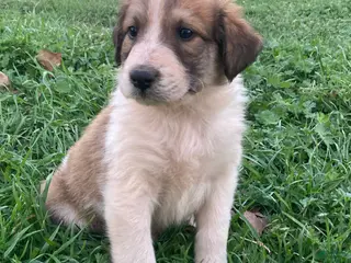 Collie dogs Carey - Ad 7