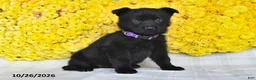 German Shepherd dogs for sale: Oakley - Ad 5