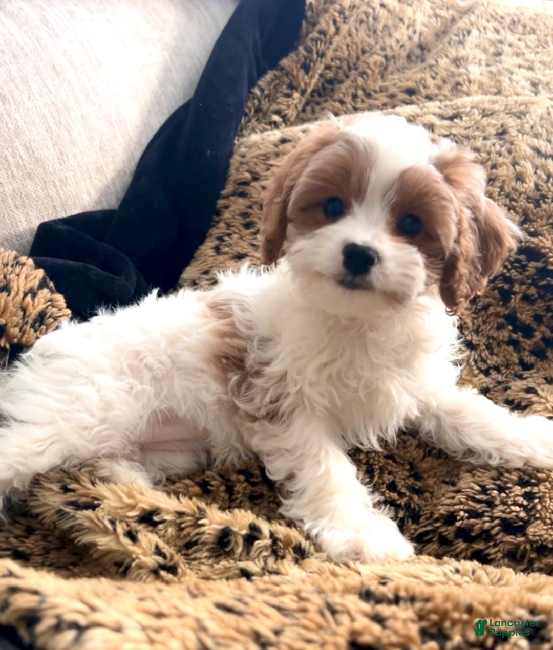Cavapoo dogs for sale: Piper - Ad 1