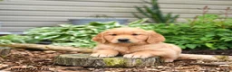 Golden Retriever dogs for sale: Gus - Ad 3