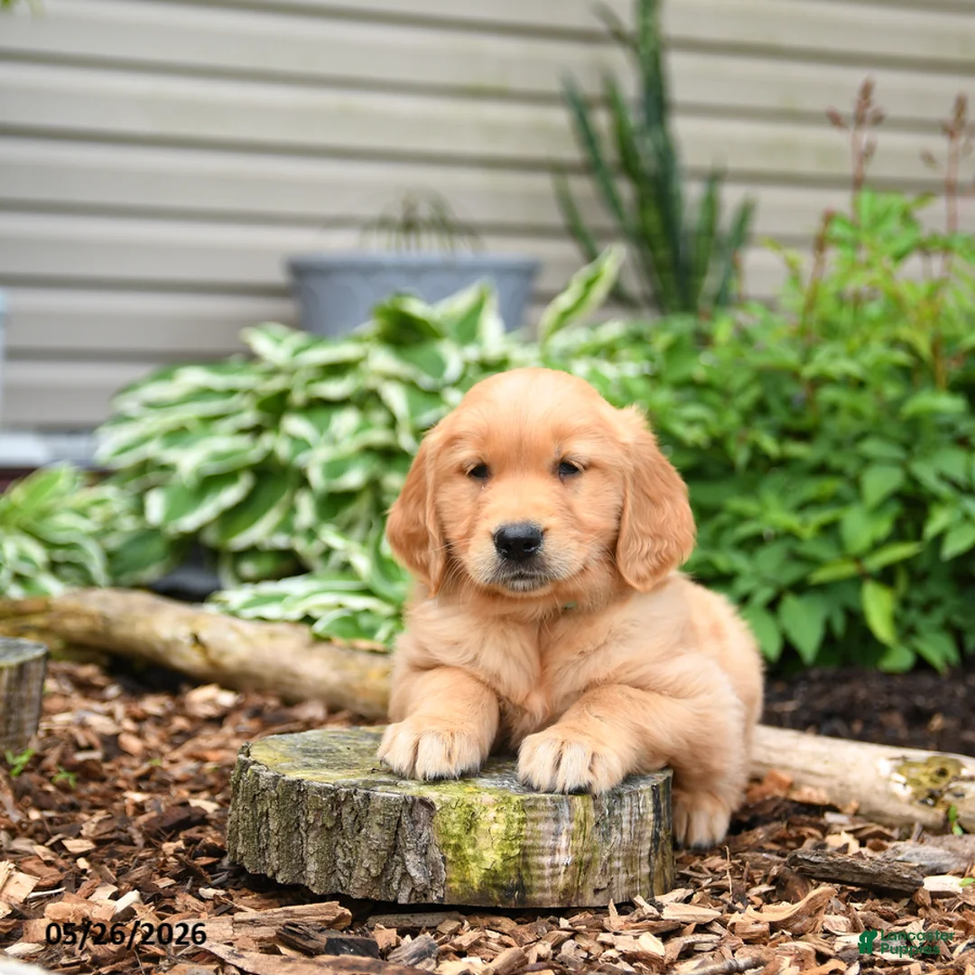 Golden Retriever dogs for sale: Gus - Ad 3