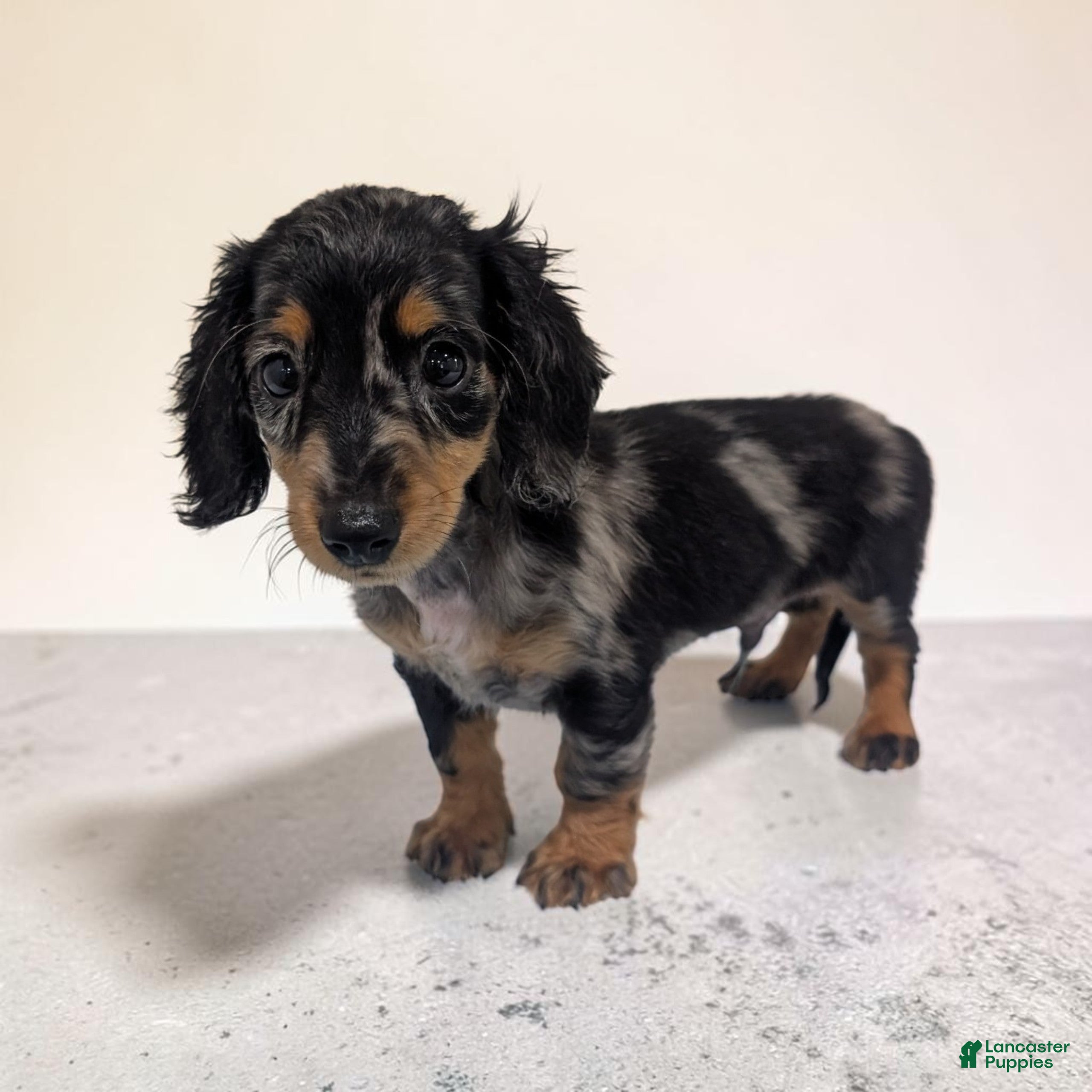 Miniature Dachshund dogs Prince - Ad 2