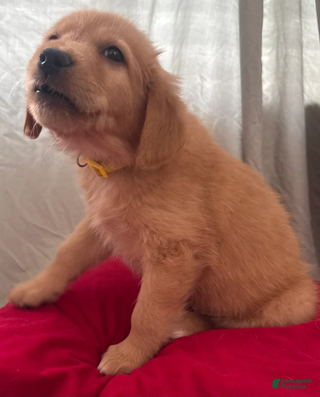 Mixed Breed dogs for sale: Yellow Collar - Ad 3