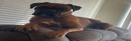 Boxer dogs for sale: Creed - Ad 7
