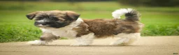 Havanese dogs for sale: Rookie Havanese  - Ad 9
