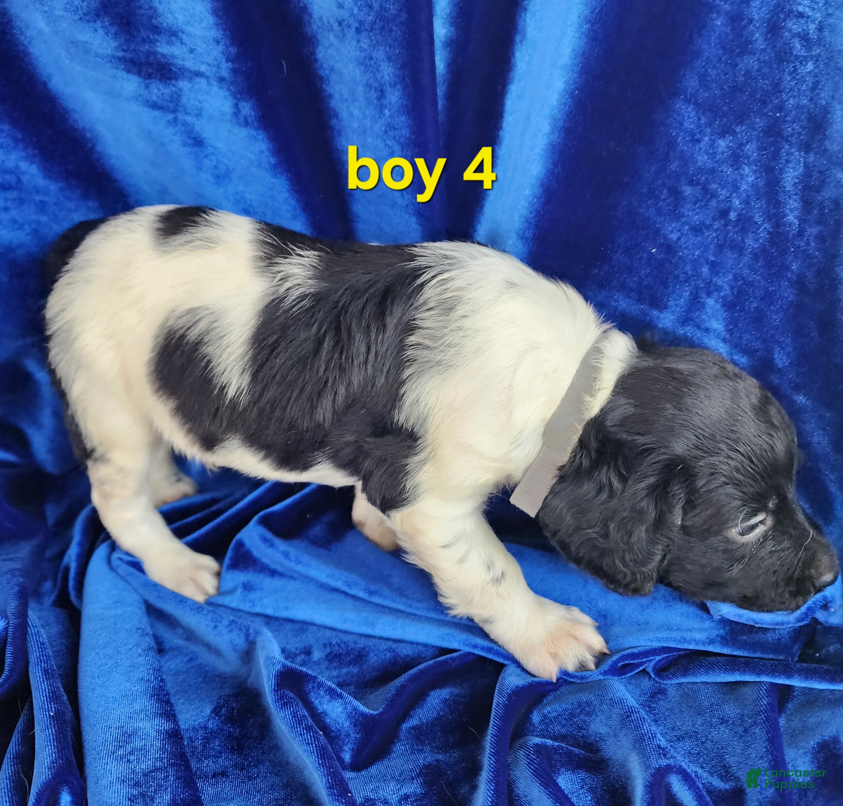Brittany Spaniel dogs French Brittany boy 4 - Ad 2