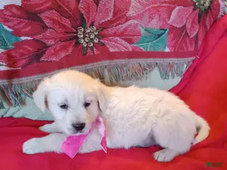 Golden Retriever dogs Golden Retriever Puppy 3 - Ad 21