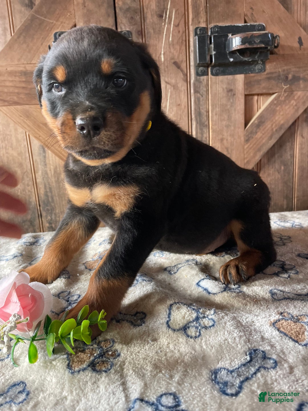 Rottweiler dogs for sale: Otto - Ad 4