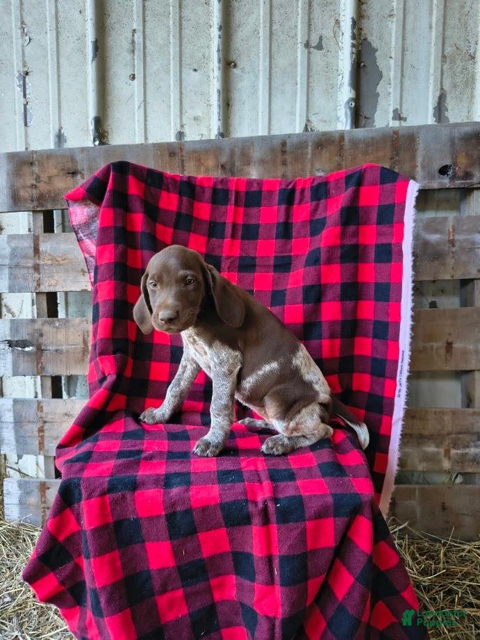 German Shorthaired Pointer dogs Jasmine - Ad 1