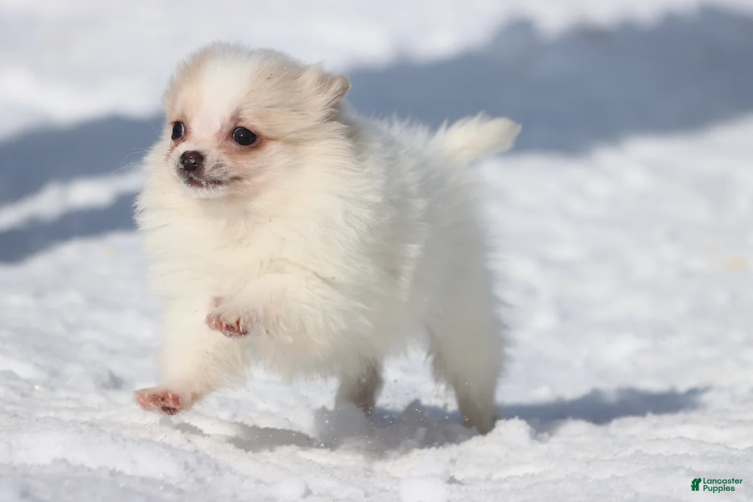 Pomeranian dogs for sale: Boomerang  - Ad 3