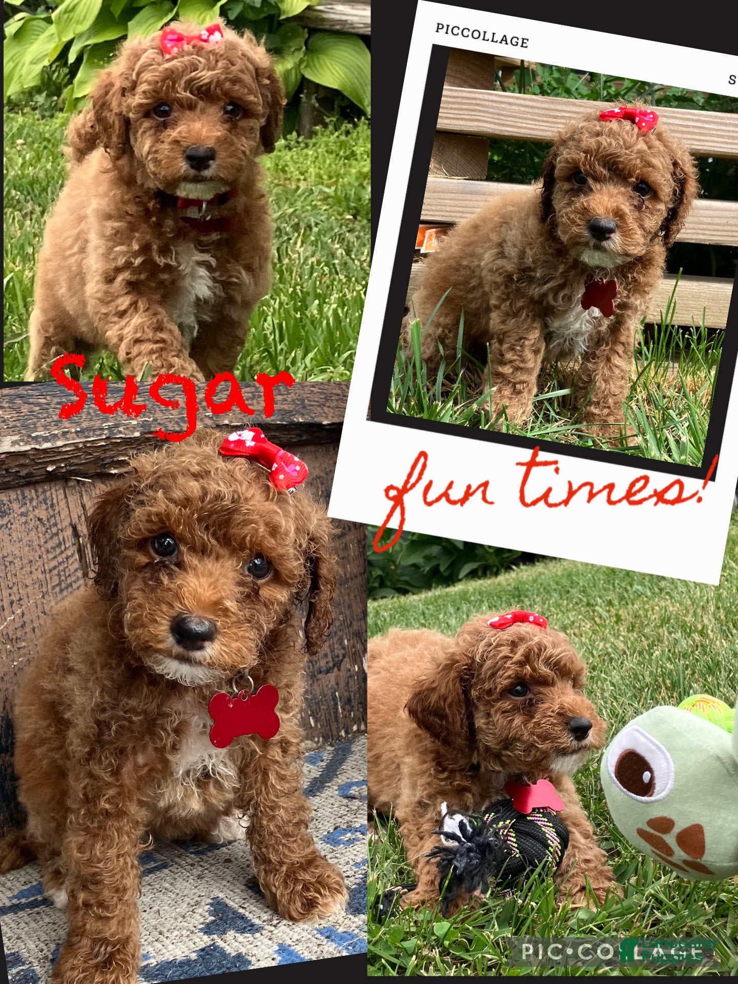 Miniature Poodle dogs Sugar - Ad 1