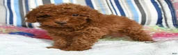 Miniature Poodle dogs for sale: Cookie - Ad 4