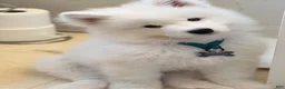 Samoyed dogs for sale: Hudson - Ad 2