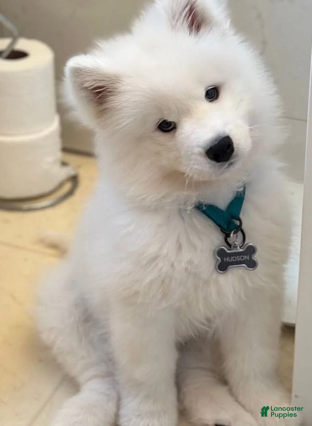 Samoyed dogs for sale: Hudson - Ad 2