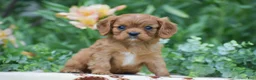 Cavalier King Charles Spaniel dogs for sale: Tommy - Ad 2
