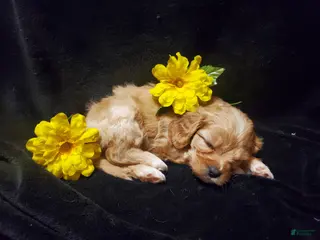 Cavachon dogs Tootsie Roll - Ad 3