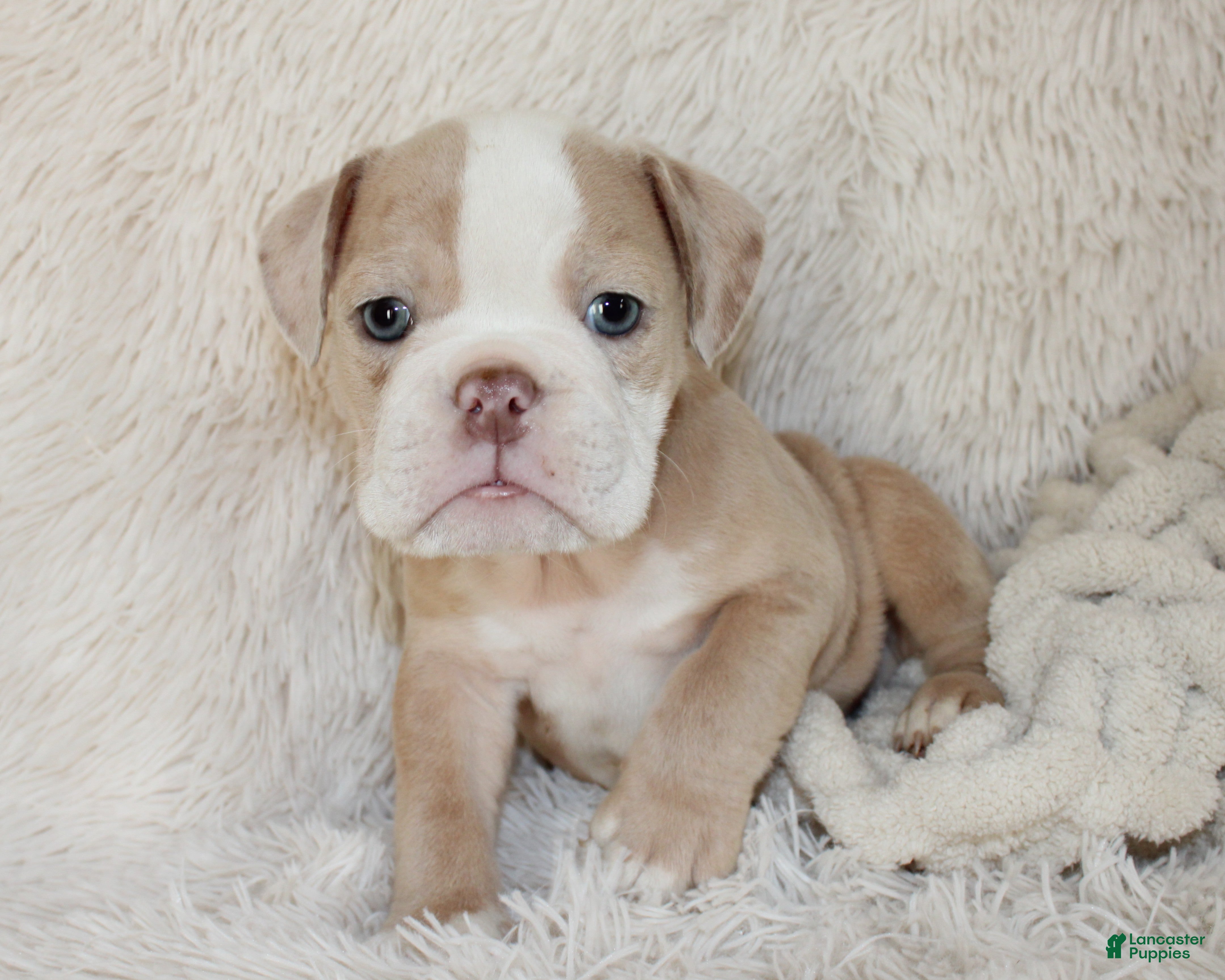 English Bulldog dogs Kory - Ad 1