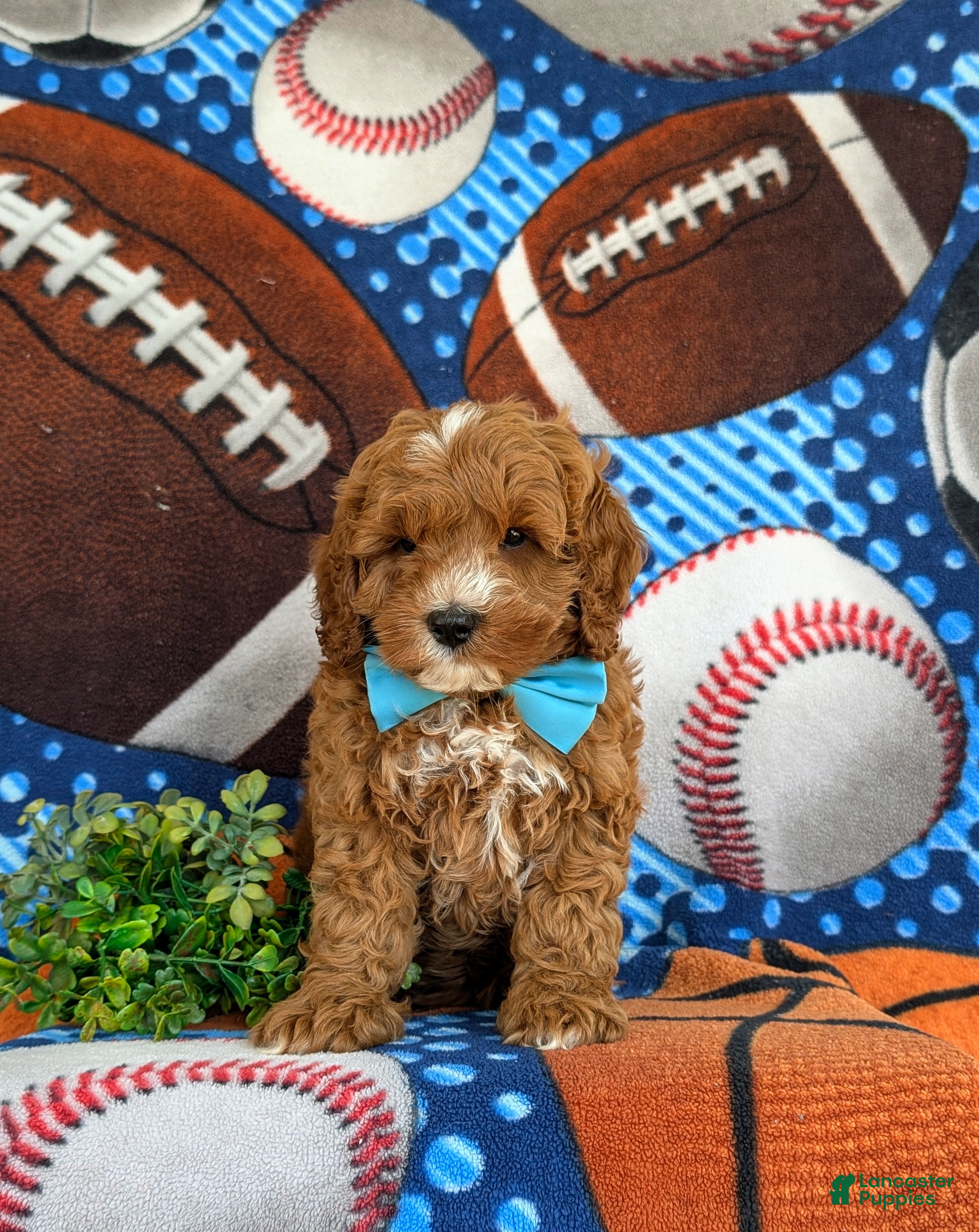 Cavapoo dogs Oliver Hypoallergenic - Ad 2