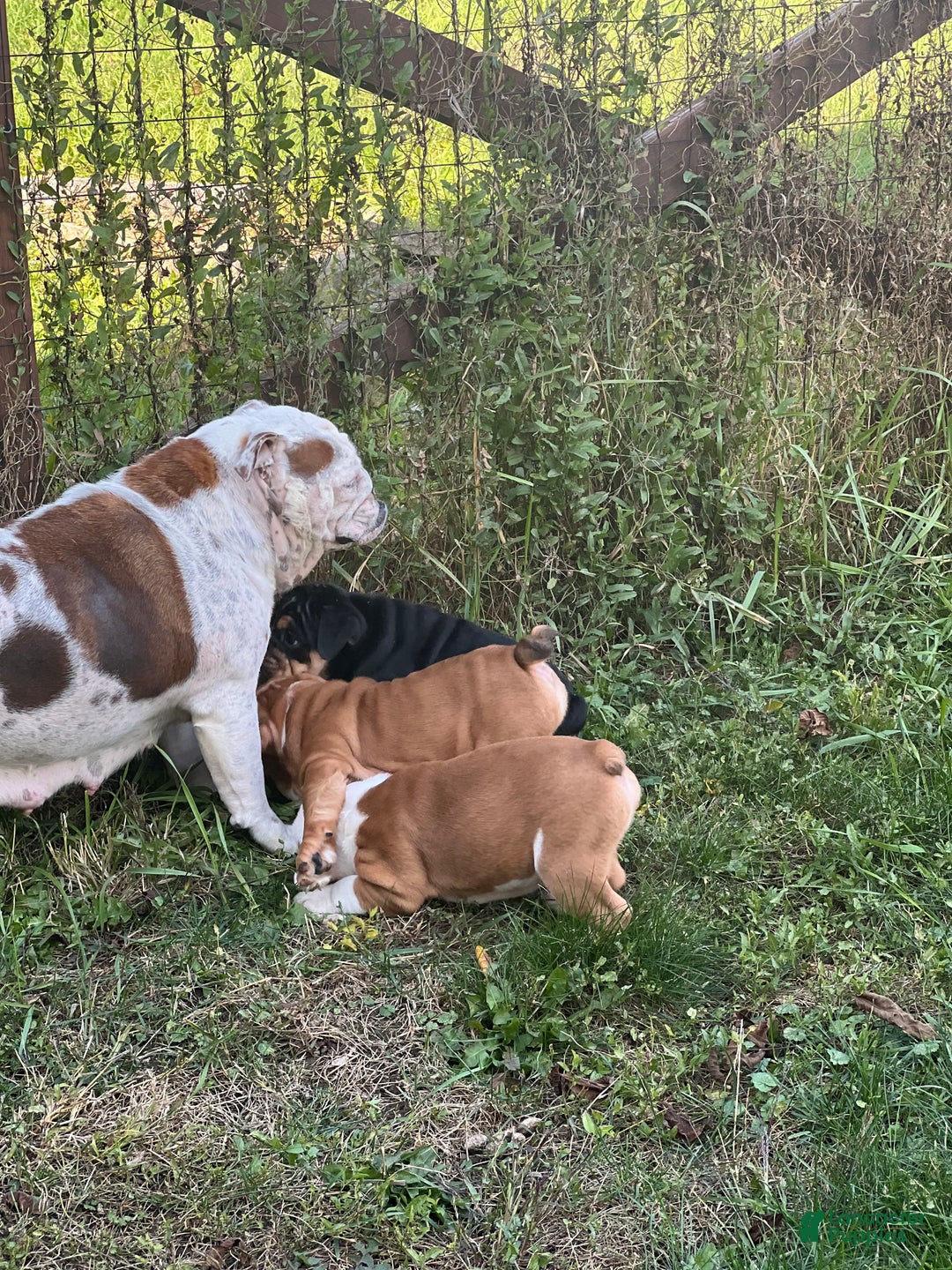 English Bulldog dogs for sale: English Bulldog litter of 5 puppies - Ad 18