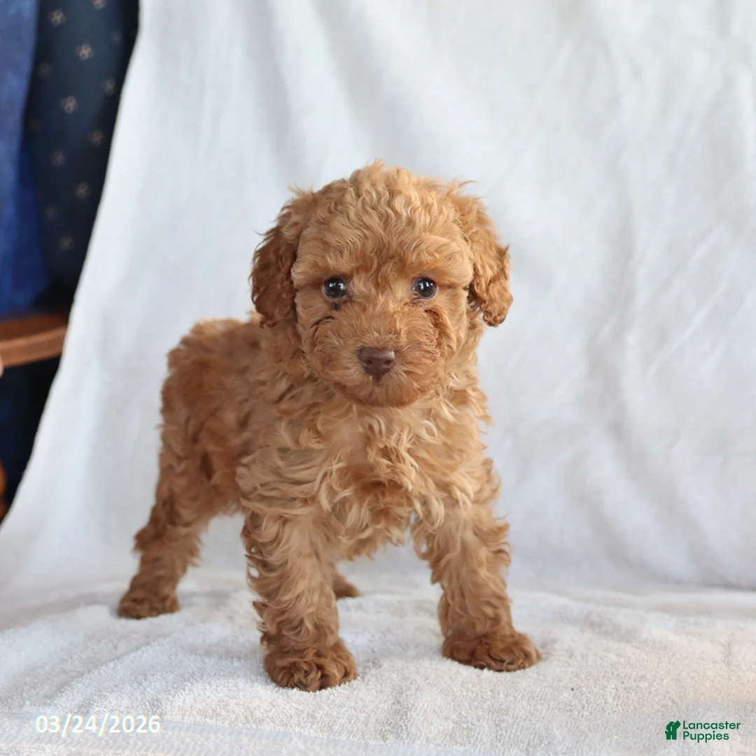Toy Poodle dogs for sale: Ace - Ad 1