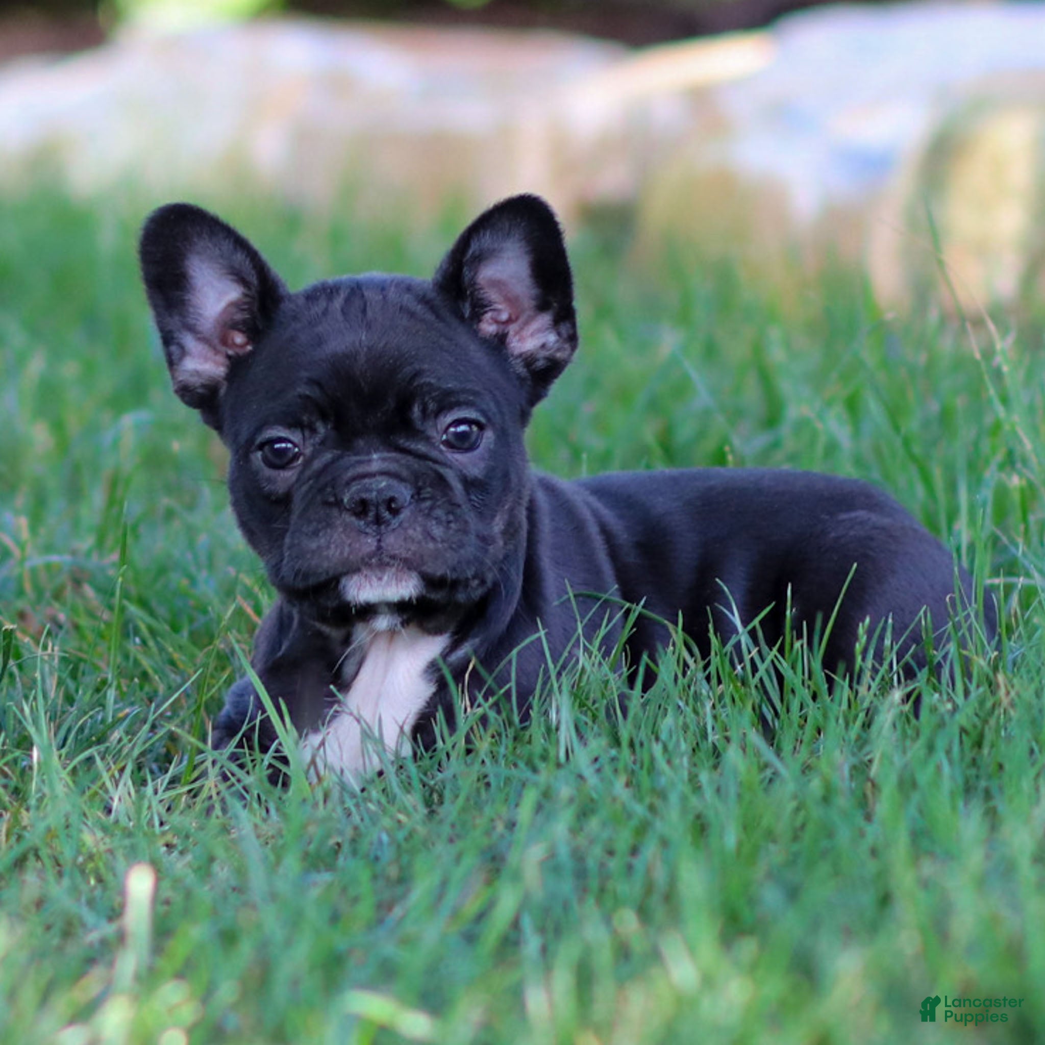Dade County French Bulldog Puppies For Sale Craigslist English