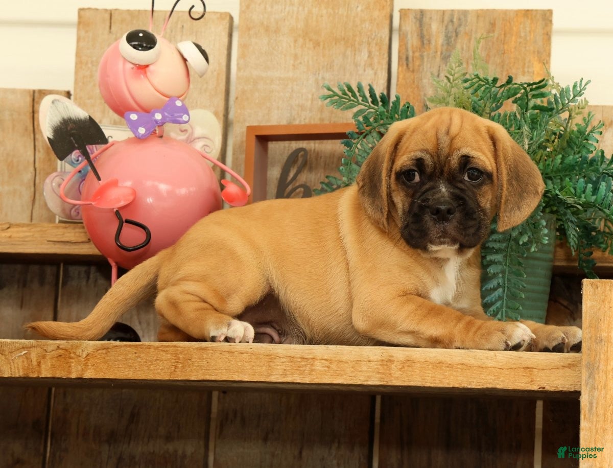 Puggle dogs Phoenix - Ad 1