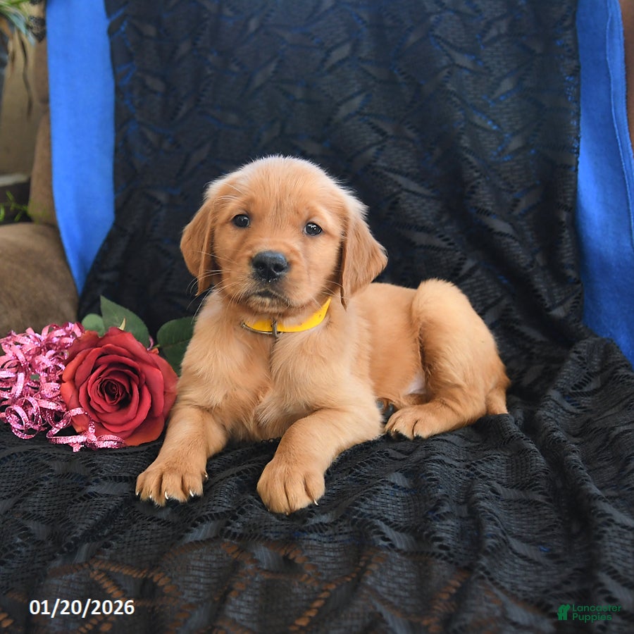 Golden Retriever dogs Jewel - Ad 11