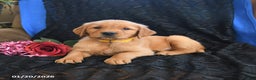 Golden Retriever dogs for sale: Jewel - Ad 1