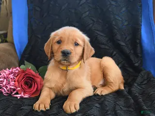 Golden Retriever dogs Jewel - Ad 22