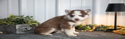 Siberian Husky dogs for sale: Tyke - Ad 3