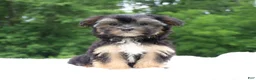 Morkie dogs for sale: Sophie - Ad 2