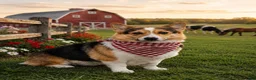 Welsh Corgi Pembroke dogs for sale: Corgi Female Black Tri - Ad 2