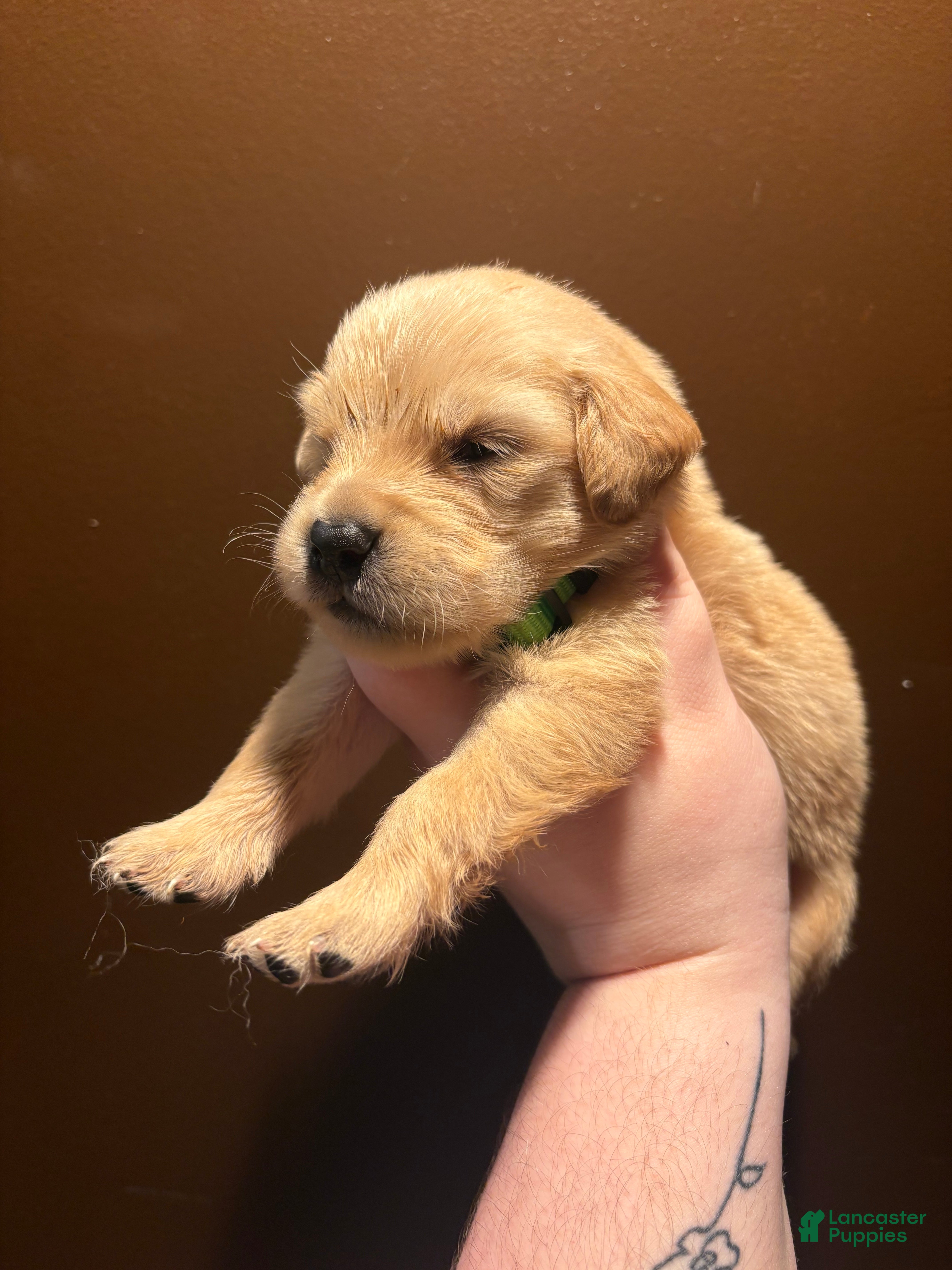 Golden Retriever dogs Churro - Ad 5