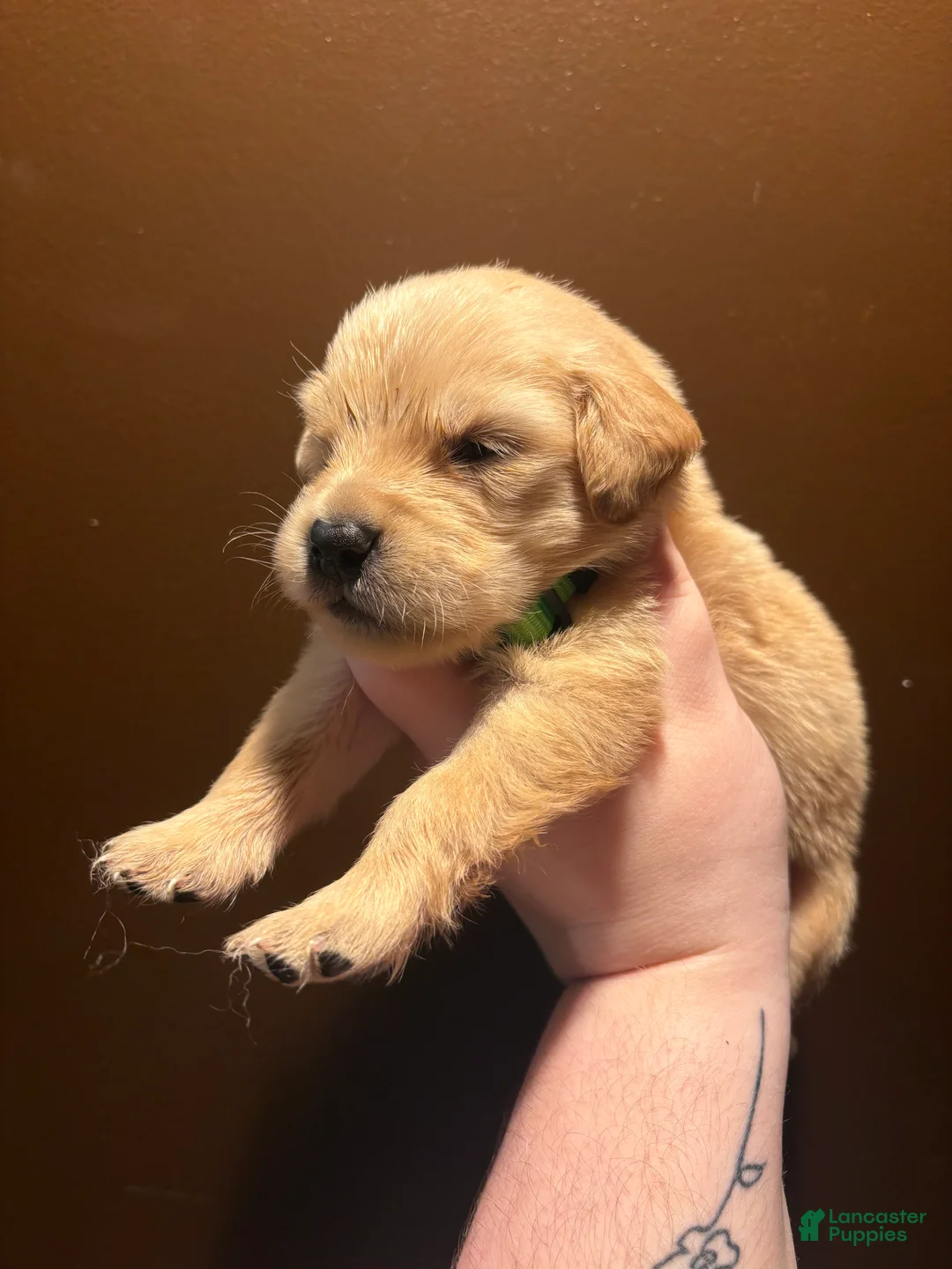 Golden Retriever dogs for sale: Churro - Ad 1