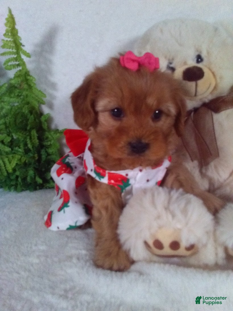 Cavapoo dogs Jewel - Ad 30