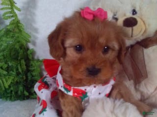 Cavapoo dogs Jewel - Ad 30