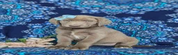 Labrador Retriever dogs for sale: Bailee - Ad 3