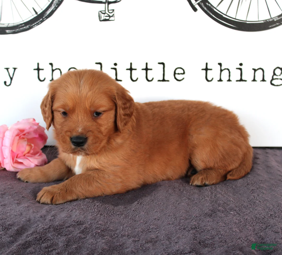 Golden Retriever dogs for sale: Cooper - Ad 2