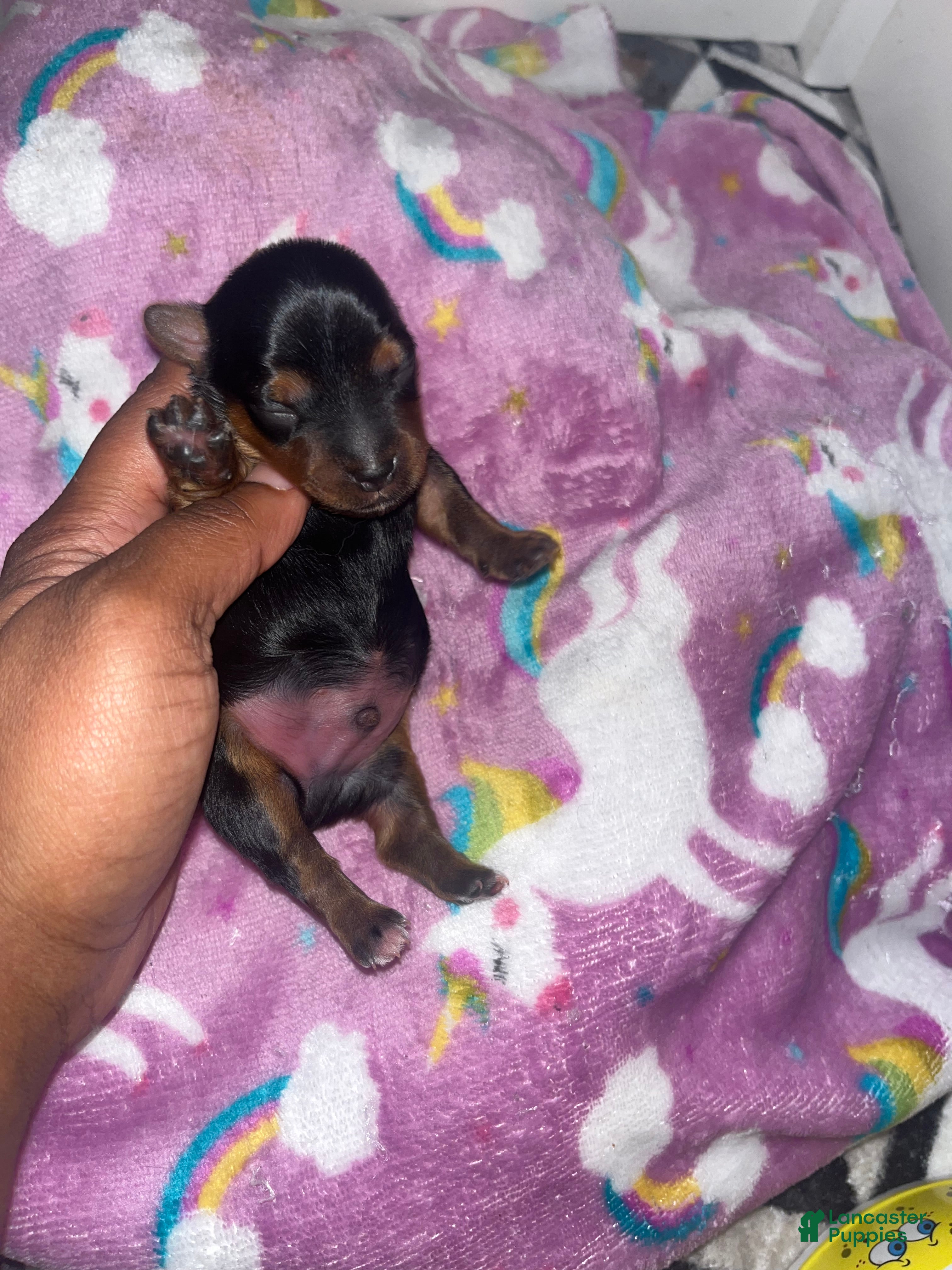 Yorkiepoo dogs Daffy  - Ad 3