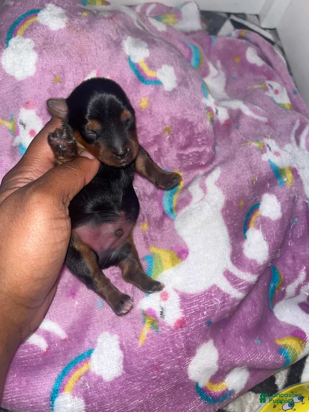 Yorkiepoo dogs for sale: Daffy  - Ad 1