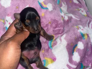 Yorkiepoo dogs Daffy - Ad 3