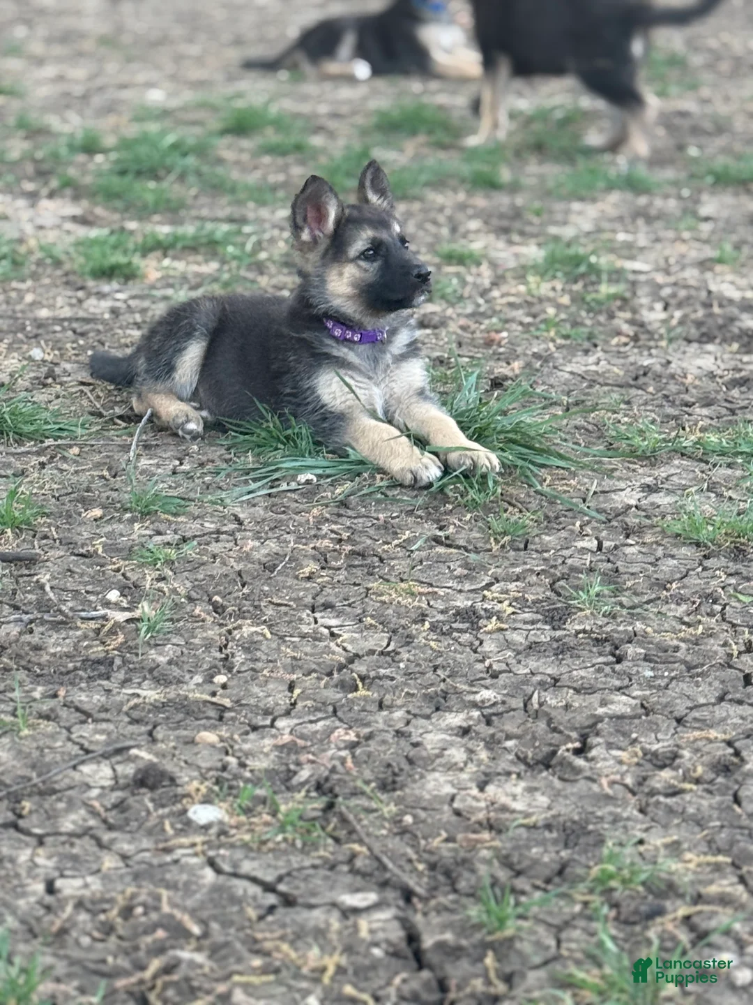 German Shepherd dogs for sale: Purple - Ad 2