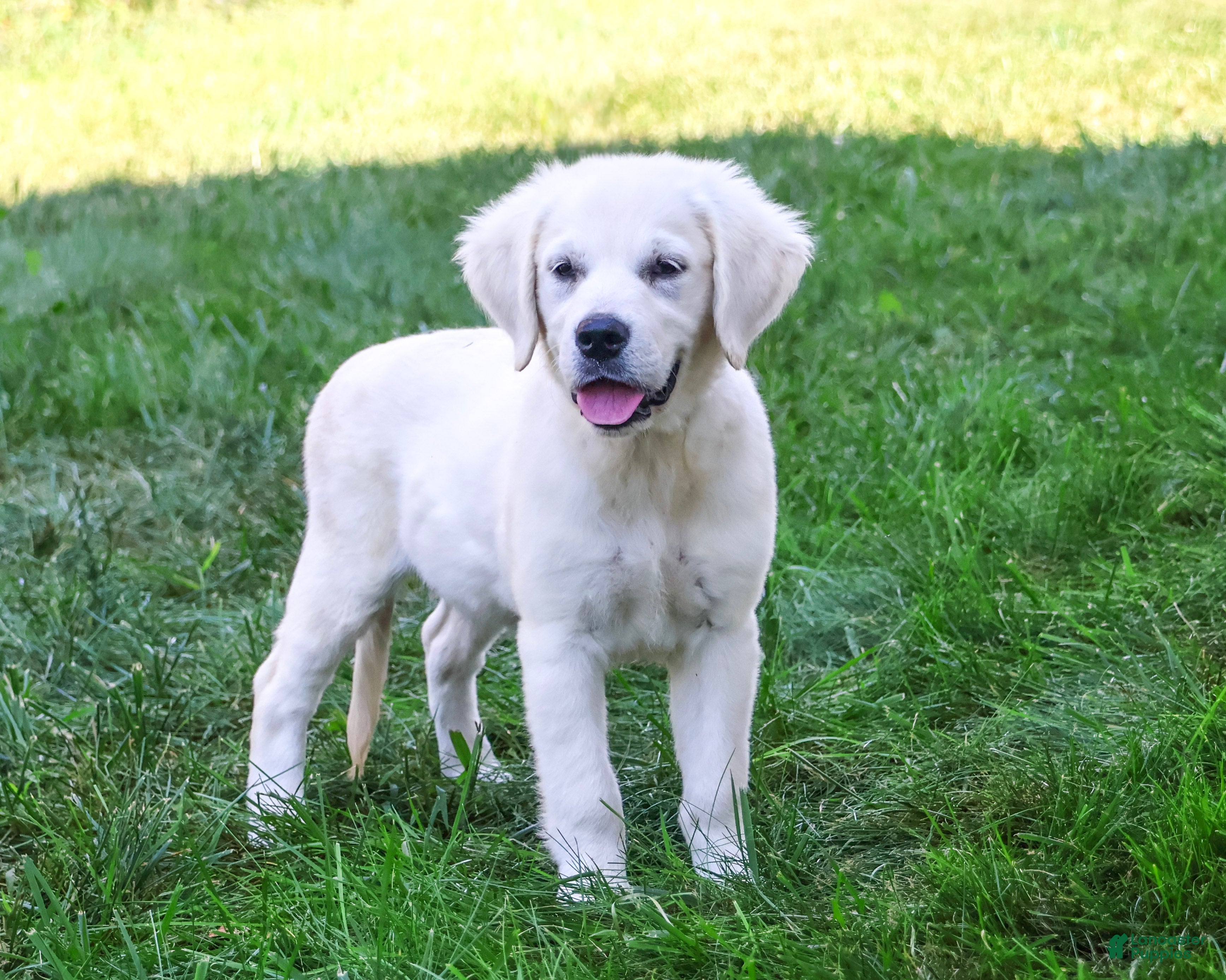 Golden Retriever dogs Tori - Ad 39