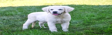 Tori