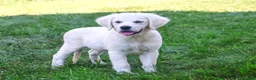Golden Retriever dogs for sale: Tori - Ad 1