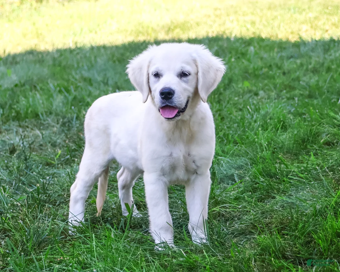 Golden Retriever dogs for sale: Tori - Ad 1