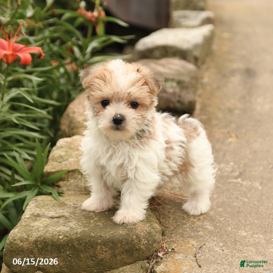 Morkie dogs Fudge - Ad 2